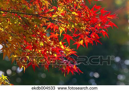 Autumn leaves View Large Photo Image Stock Image - Autumn leaves. Fotosearch