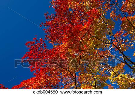Stock Image - Autumn leaves. Fotosearch