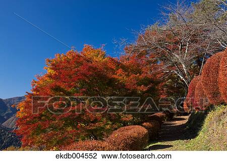 Autumn leaves View Large Photo Image Stock Image - Autumn leaves. Fotosearch