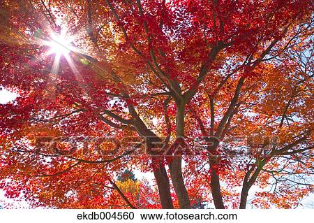 Autumn leaves View Large Photo Image Stock Image - Autumn leaves. Fotosearch