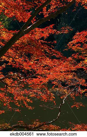 Autumn leaves View Large Photo Image Stock Image - Autumn leaves. Fotosearch