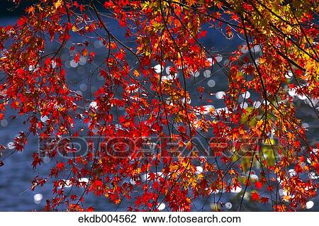 Autumn leaves View Large Photo Image Stock Image - Autumn leaves. Fotosearch