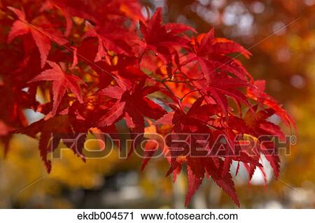 Autumn leaves View Large Photo Image Stock Image - Autumn leaves. Fotosearch