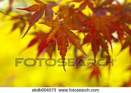 Autumn leaves View Large Photo Image Stock Image - Autumn leaves. Fotosearch