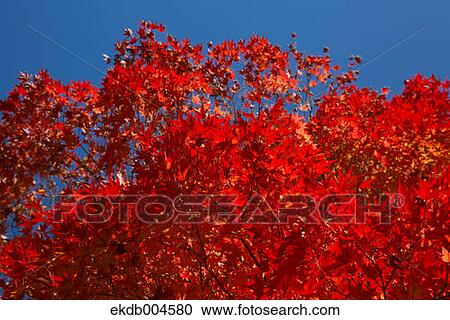 Autumn leaves View Large Photo Image Stock Image - Autumn leaves. Fotosearch