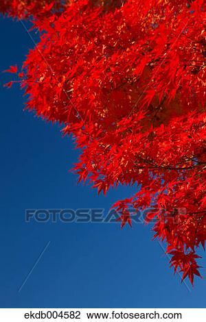 Autumn leaves View Large Photo Image Stock Image - Autumn leaves. Fotosearch