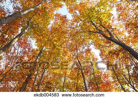 Autumn leaves View Large Photo Image Stock Image - Autumn leaves. Fotosearch