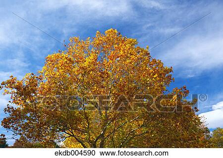 Autumn leaves View Large Photo Image Stock Image - Autumn leaves. Fotosearch