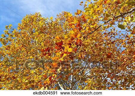 Autumn leaves View Large Photo Image Stock Image - Autumn leaves. Fotosearch