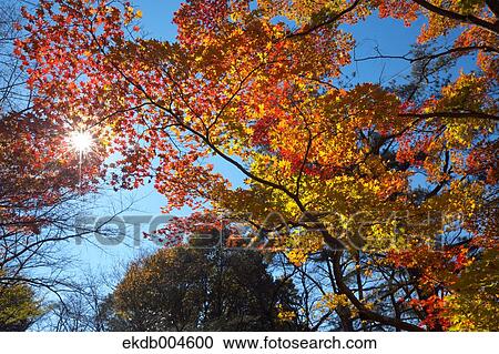 Autumn leaves View Large Photo Image Stock Image - Autumn leaves. Fotosearch