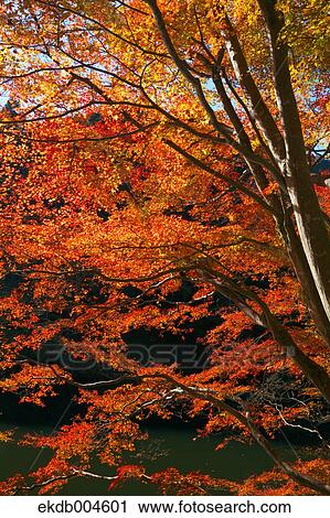 Autumn leaves View Large Photo Image Stock Image - Autumn leaves. Fotosearch