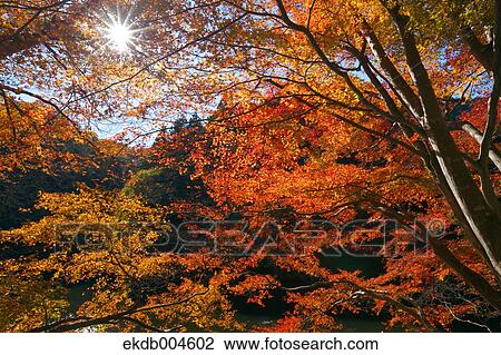 Stock Image - Autumn leaves. Fotosearch