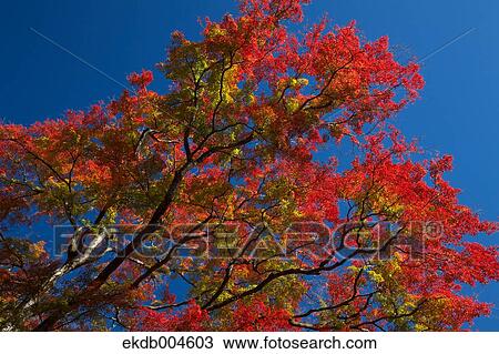 Autumn leaves View Large Photo Image Stock Image - Autumn leaves. Fotosearch