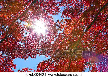 Stock Image - Autumn leaves. Fotosearch