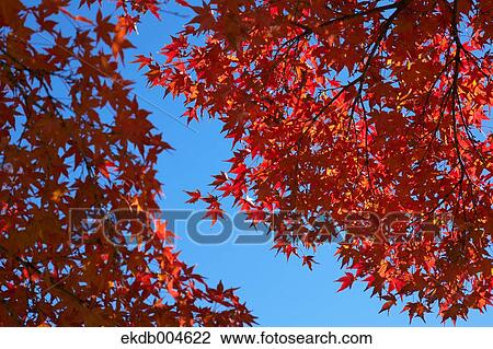 Stock Image - Autumn leaves. Fotosearch