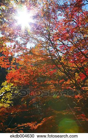 Autumn leaves View Large Photo Image Stock Image - Autumn leaves. Fotosearch