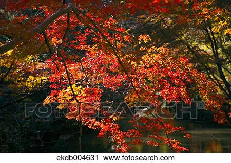 Autumn leaves View Large Photo Image Stock Image - Autumn leaves. Fotosearch