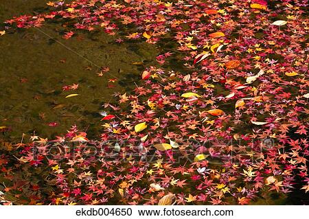 Autumn leaves View Large Photo Image Stock Image - Autumn leaves. Fotosearch