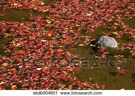 Stock Image - Autumn leaves. Fotosearch