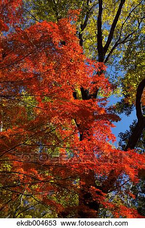 Autumn leaves View Large Photo Image Stock Image - Autumn leaves. Fotosearch