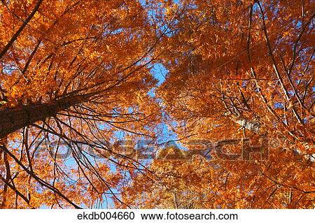 Autumn leaves View Large Photo Image Stock Image - Autumn leaves. Fotosearch