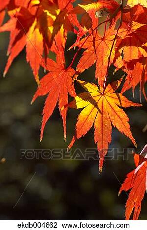 Autumn leaves View Large Photo Image Stock Image - Autumn leaves. Fotosearch