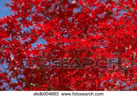 Autumn leaves View Large Photo Image Stock Image - Autumn leaves. Fotosearch