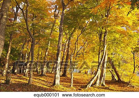 Stock Image - Autumn leaves. Fotosearch