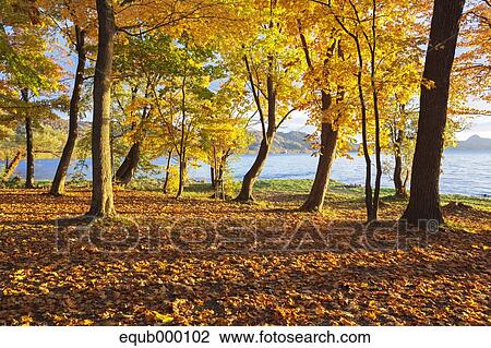 Stock Image - Autumn leaves. Fotosearch