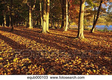 Autumn leaves View Large Photo Image Stock Image - Autumn leaves. Fotosearch