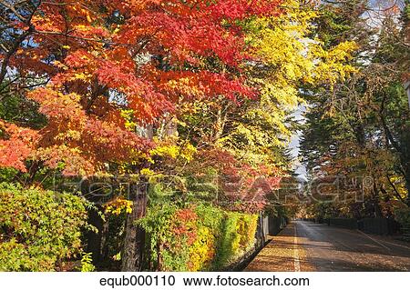 Stock Image - Autumn leaves. Fotosearch