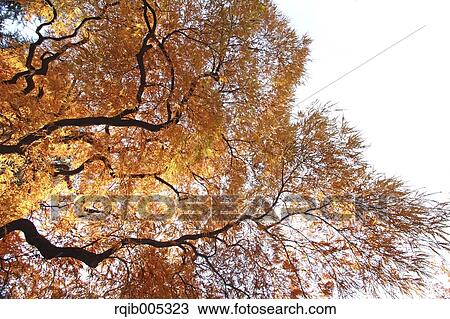 Autumn leaves View Large Photo Image Stock Image - Autumn leaves. Fotosearch