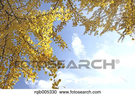 Stock Image - Autumn leaves. Fotosearch