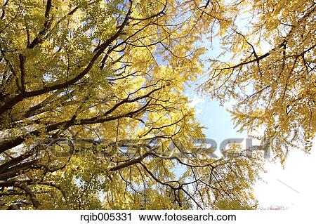 Stock Image - Autumn leaves. Fotosearch
