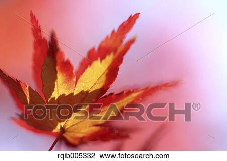 Autumn leaves View Large Photo Image Stock Image - Autumn leaves. Fotosearch