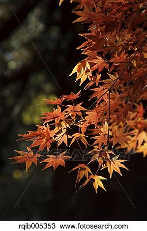 Stock Image - Autumn leaves. Fotosearch