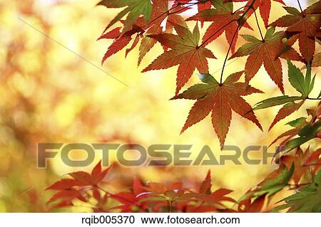 Autumn leaves View Large Photo Image Stock Image - Autumn leaves. Fotosearch