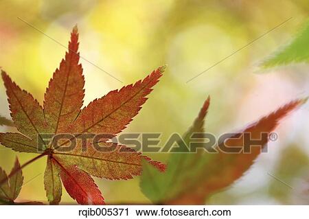 Autumn leaves View Large Photo Image Stock Image - Autumn leaves. Fotosearch