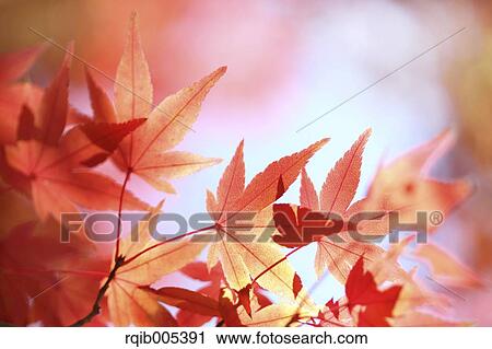 Autumn leaves View Large Photo Image Stock Image - Autumn leaves. Fotosearch