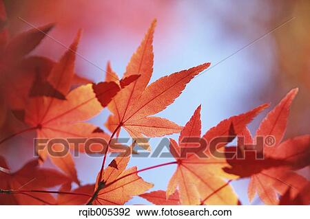 Autumn leaves View Large Photo Image Stock Image - Autumn leaves. Fotosearch
