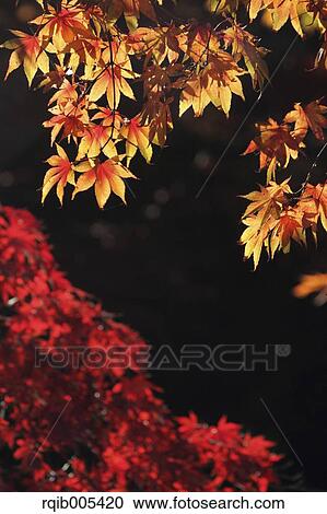 Stock Image - Autumn leaves. Fotosearch