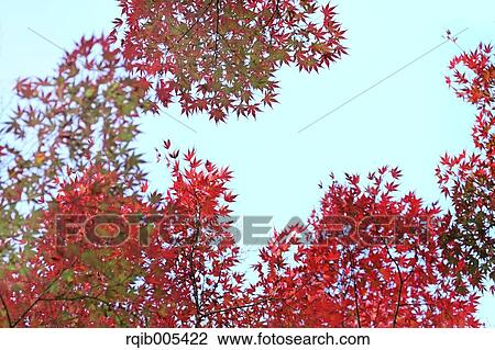 Stock Image - Autumn leaves. Fotosearch