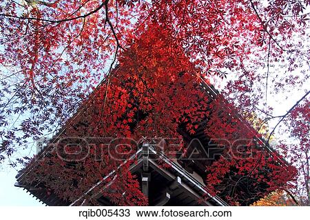 Autumn leaves View Large Photo Image Stock Image - Autumn leaves. Fotosearch