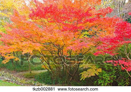 Stock Image - Autumn leaves. Fotosearch