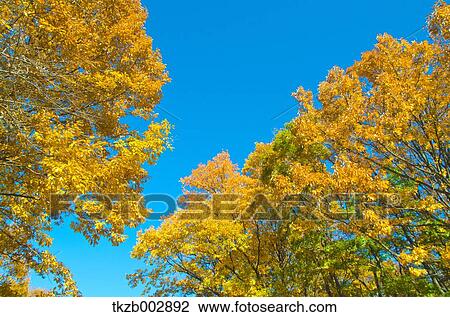 Autumn leaves View Large Photo Image Stock Image - Autumn leaves. Fotosearch