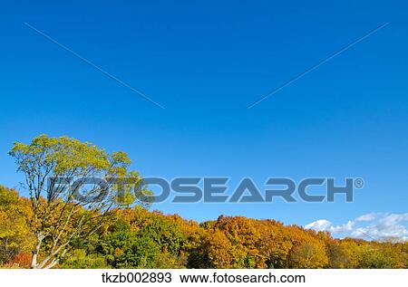 Autumn leaves View Large Photo Image Stock Image - Autumn leaves. Fotosearch
