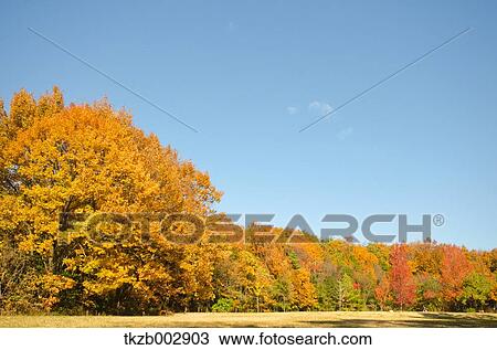 Autumn leaves View Large Photo Image Stock Image - Autumn leaves. Fotosearch