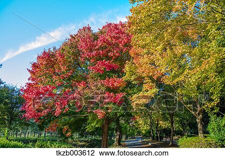 Autumn leaves View Large Photo Image Stock Image - Autumn leaves. Fotosearch
