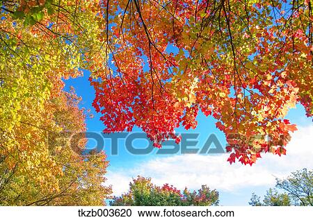 Autumn leaves View Large Photo Image Stock Image - Autumn leaves. Fotosearch