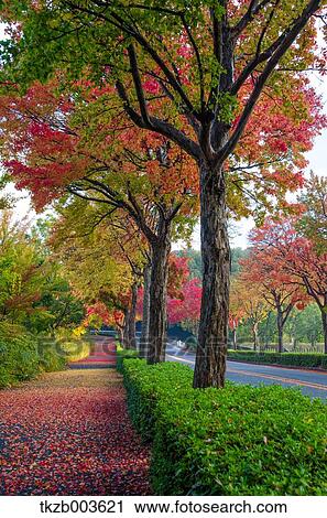 Stock Image - Autumn leaves. Fotosearch